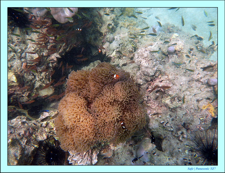 2011 - 03 - Koh Kradan 060